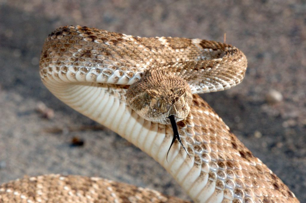 rattle_snake